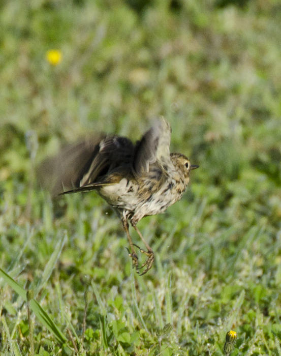 Motacillidae da determinare